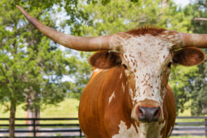 Texas Longhorn